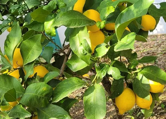 Willa Pero & Jele Mlini