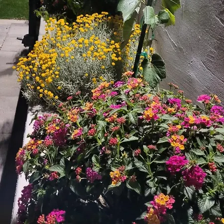 فيلة Pero & Jele *