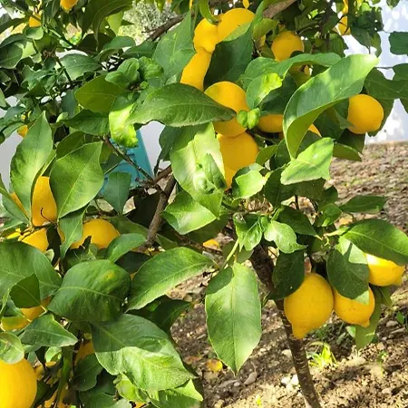 فيلة Pero & Jele مْليني